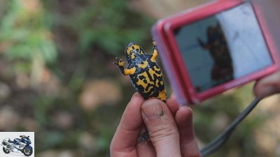 Species protection despite motorsport: off-roaders protect toads